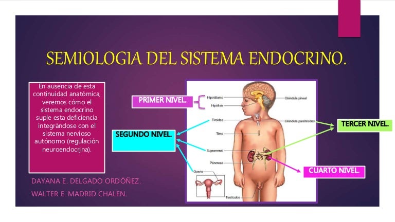 endocrino madrid adelgazar abdomen endocrino madrid adelgazar abdomen